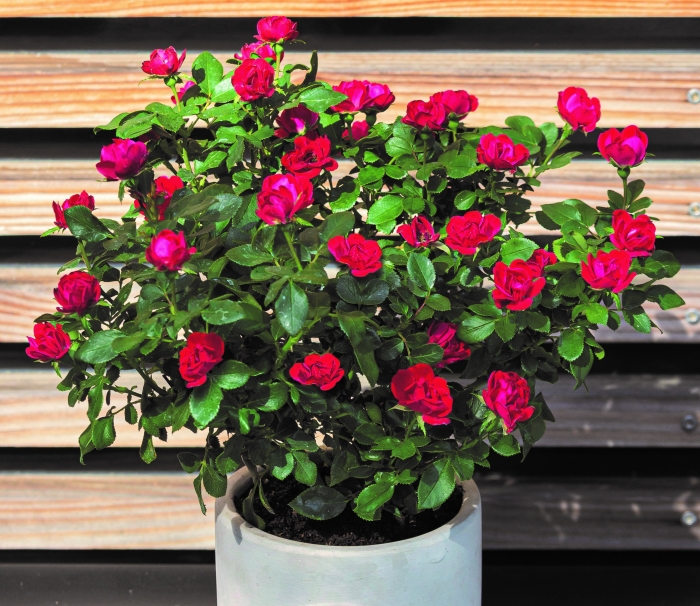 R&oacute;ża ZEPETI&reg; &bdquo;Meibenbino&rdquo;