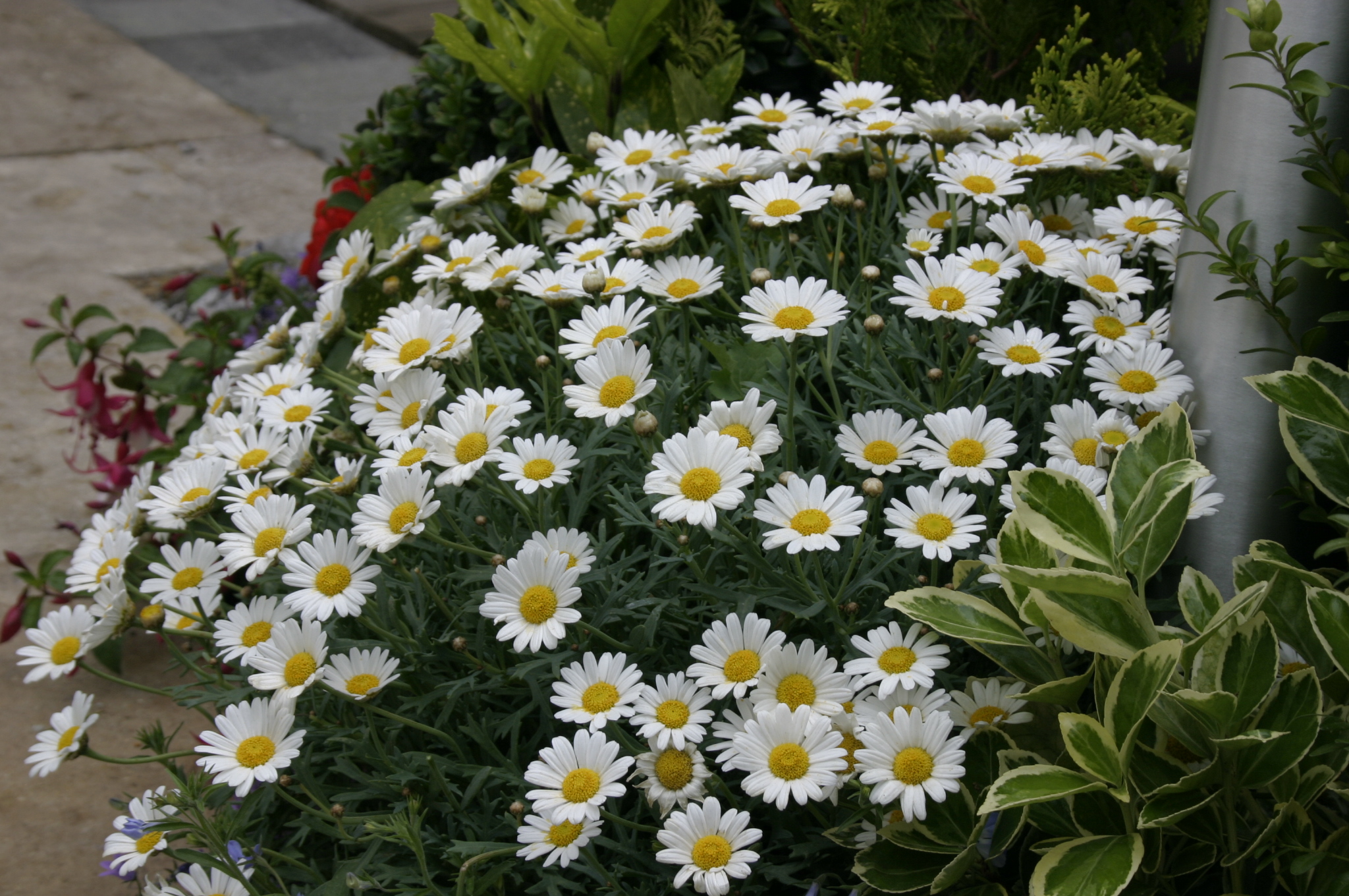 Argyranthemum (Złocień krzewiasty)