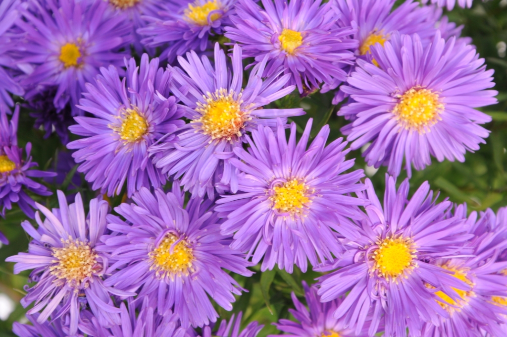 Aster