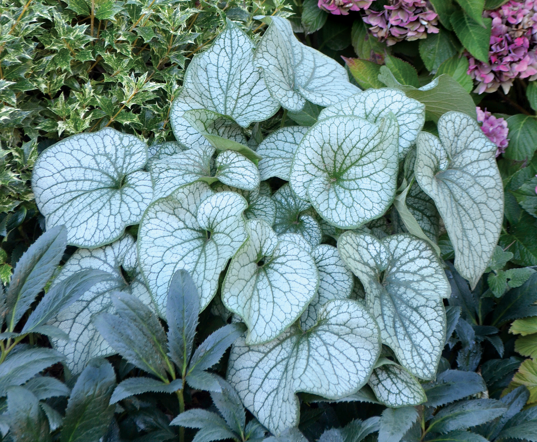 Brunnera - brunera