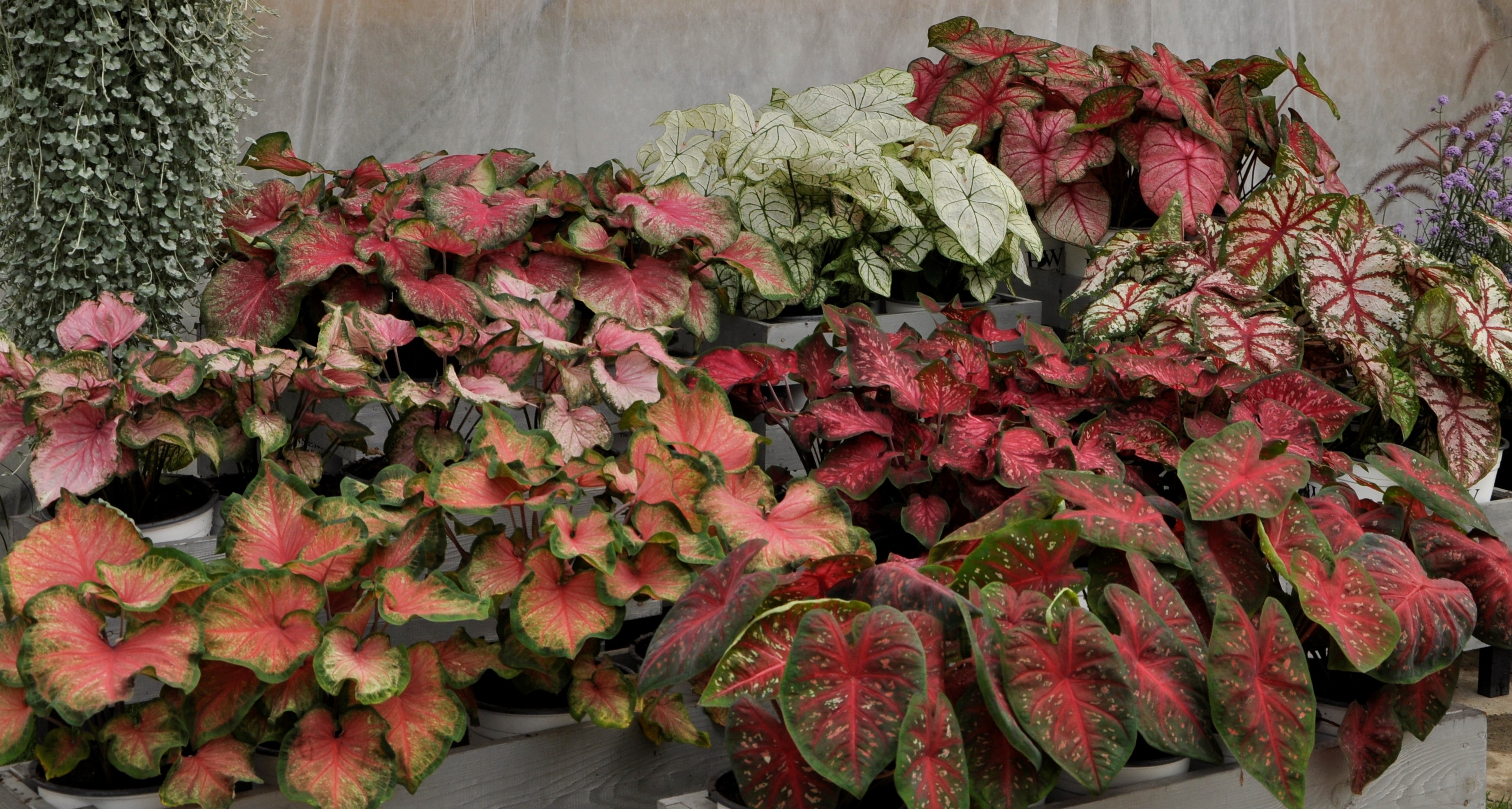 Caladium