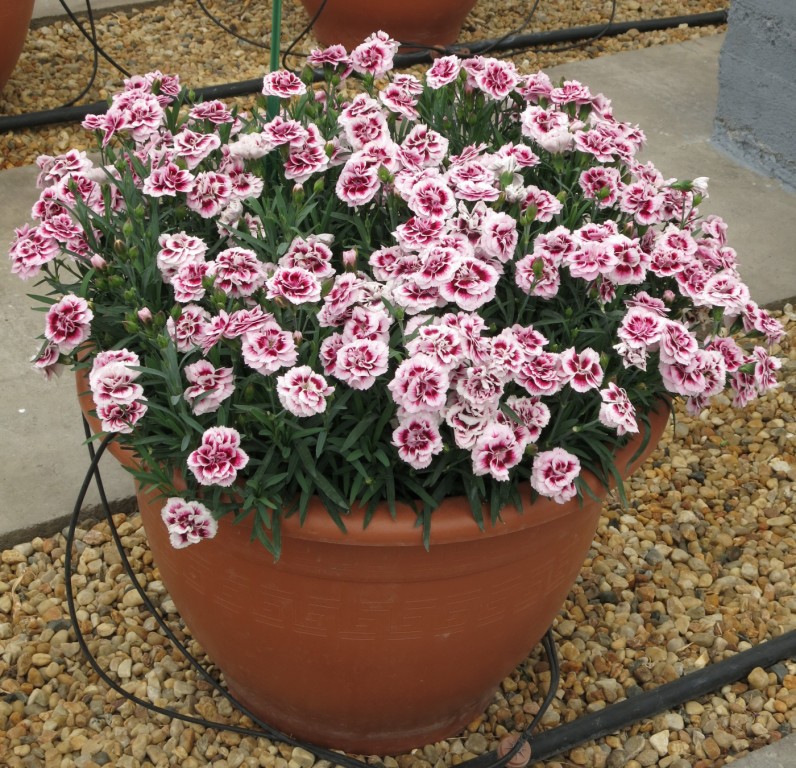 Dianthus seria Dinamic