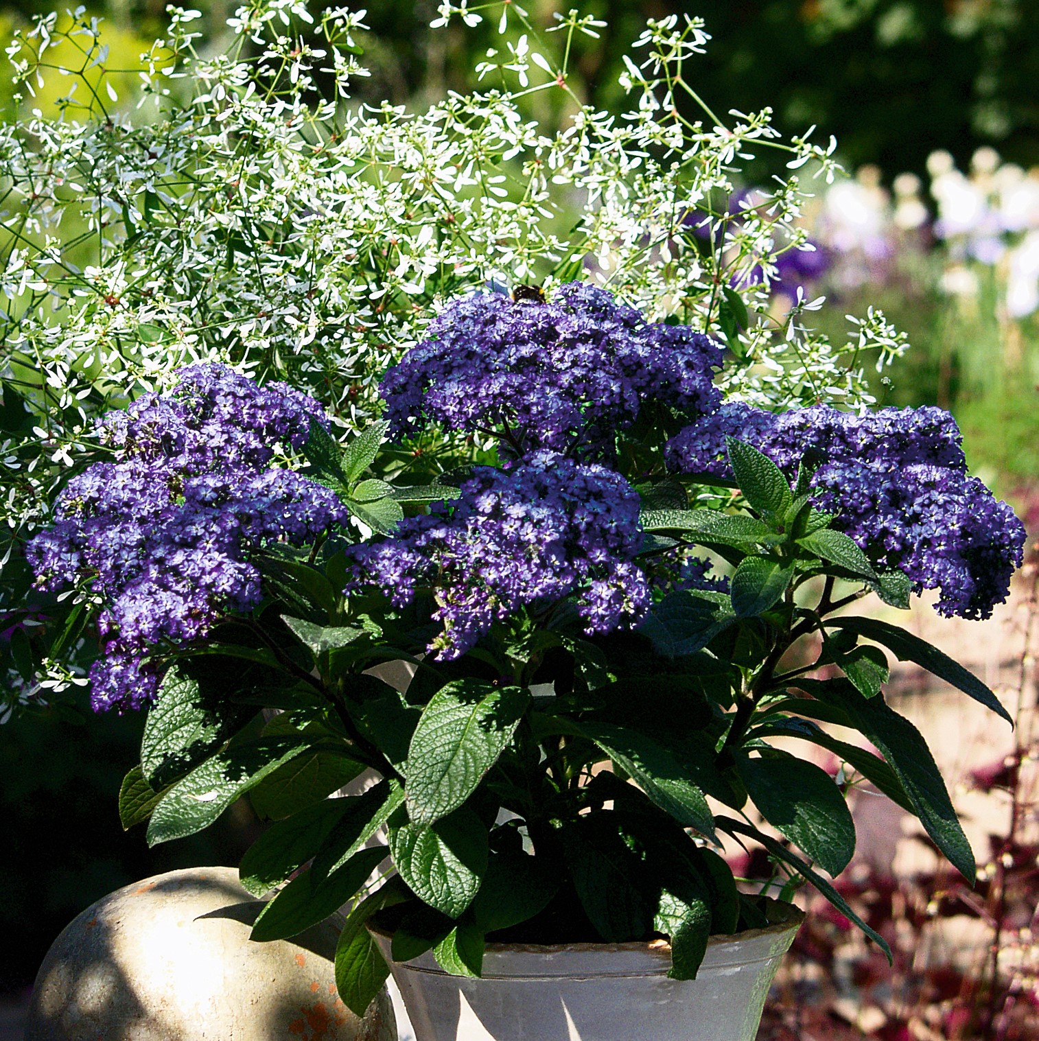 Heliotropium (heliotrop)