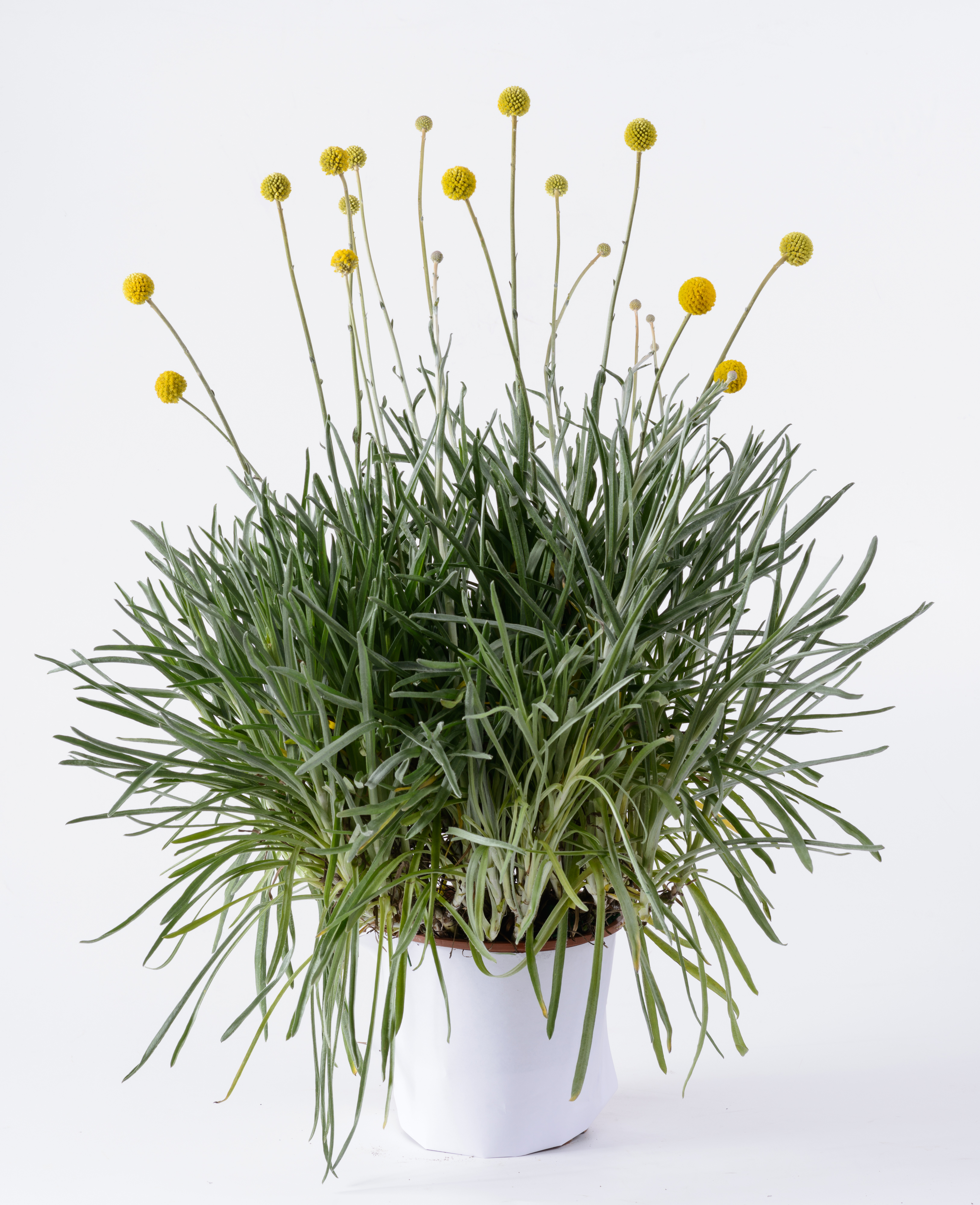 Kraspedia (Craspedia)