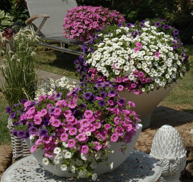 Rośliny balkonowe i rabatowe