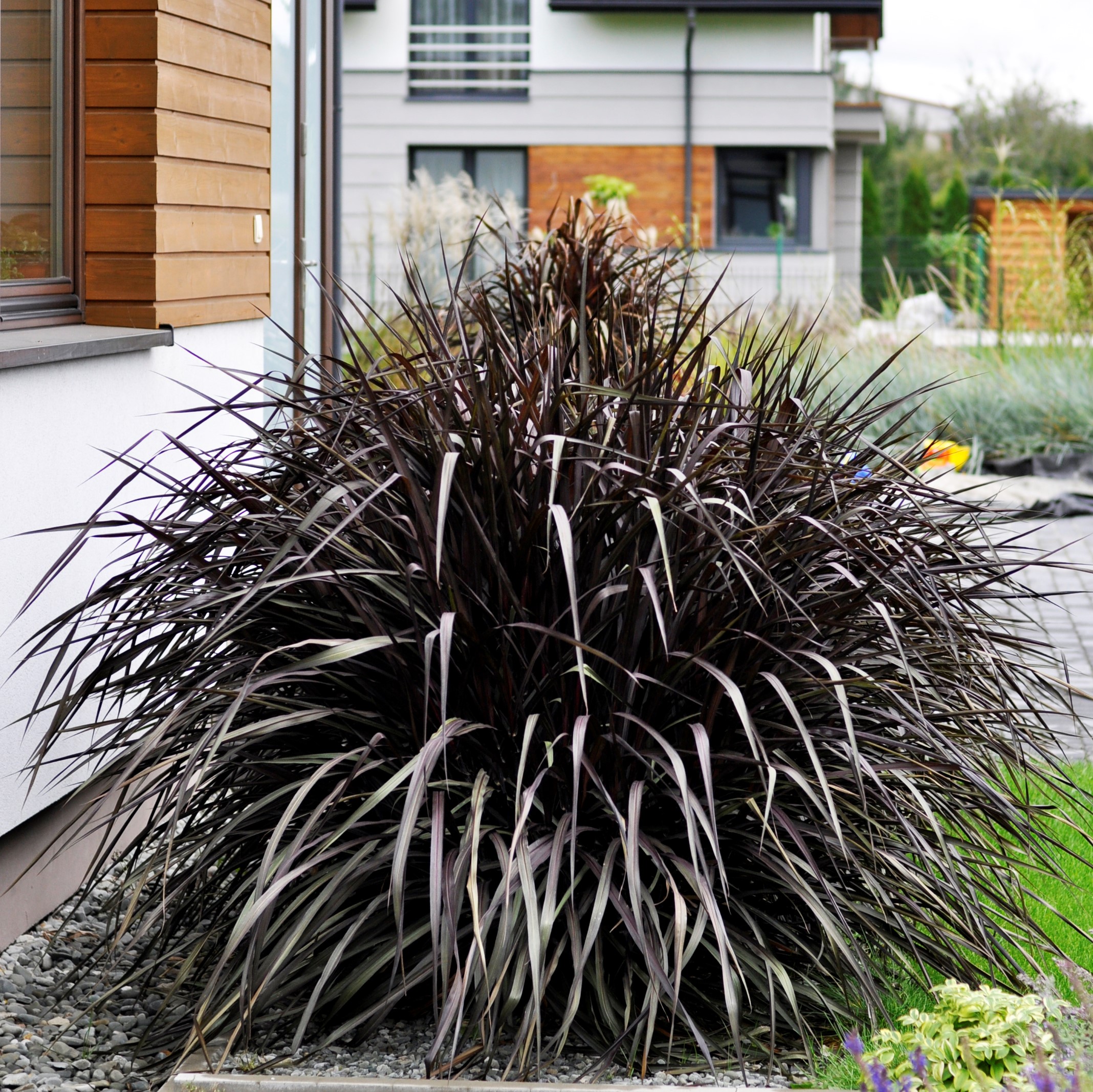 Pennisetum - rozplenica