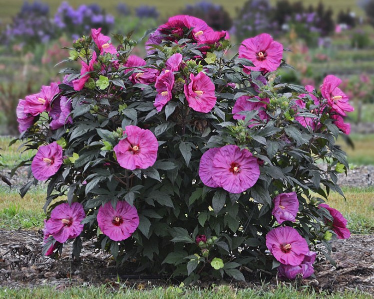 Hibiskus Summerific™ Hibiskus Summerific™