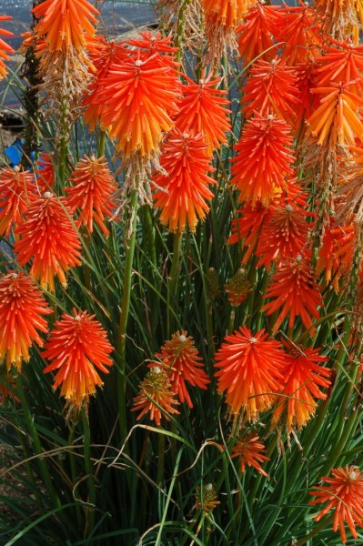 Kniphofia - trytoma