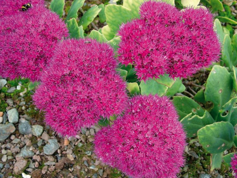 Sedum - rozchodnik
