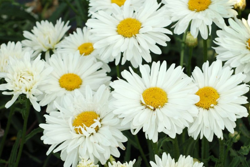 Leucanthemum