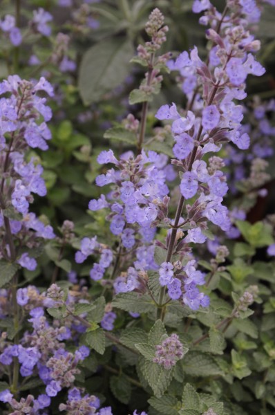 Nepeta - kocimiętka