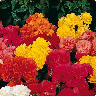 Begonia tuberhubrida seria Nonstop