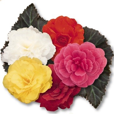 Begonia tuberhybrida seria Mocca