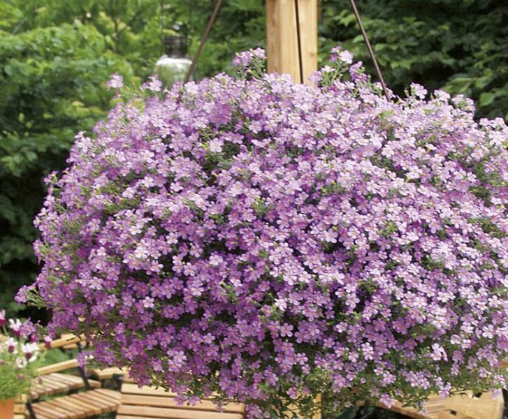 Bacopa-Sutera (Bakopa)