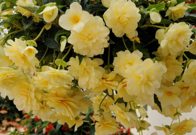 Begonia zwisająca Begonia zwisająca