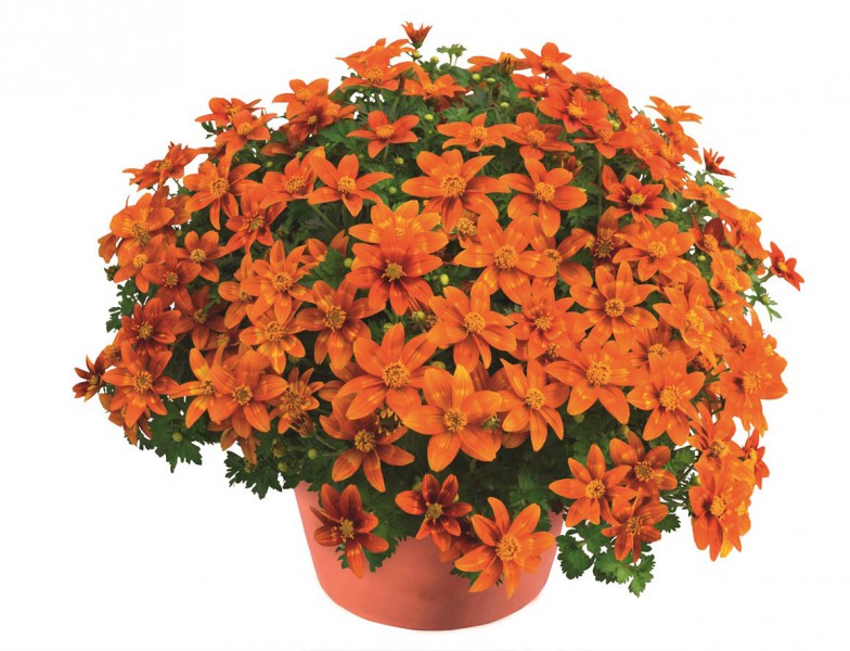 Bidens (uczep) Bidens (uczep)