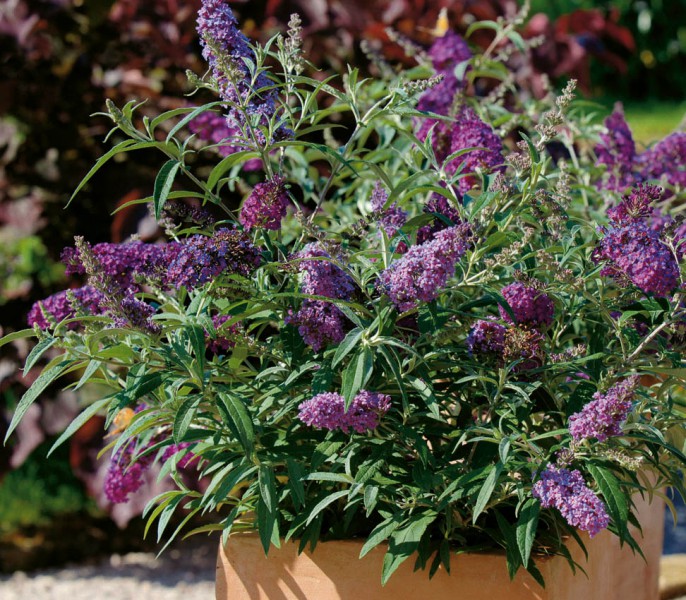Buddleja (budleja)