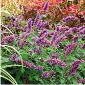 Agastache
