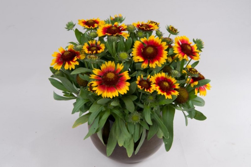 Gaillardia