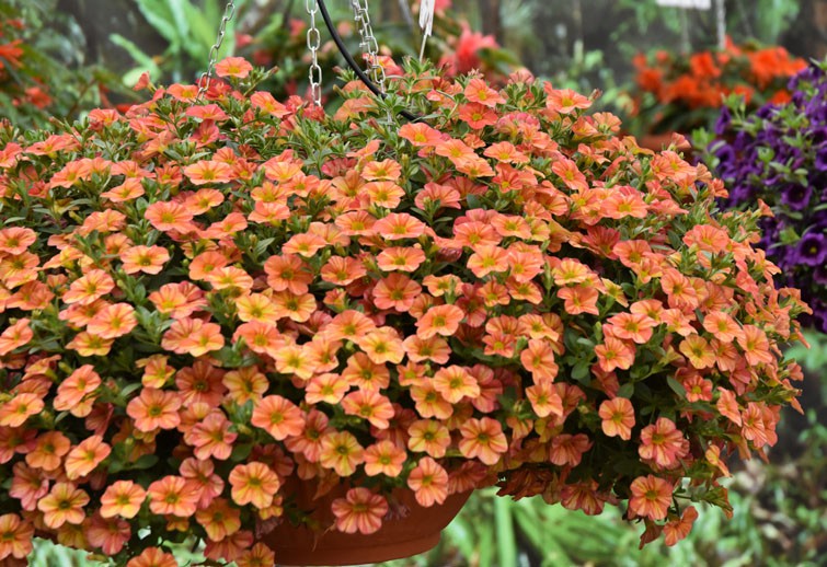 Calibrachoa Superbells i Colibri