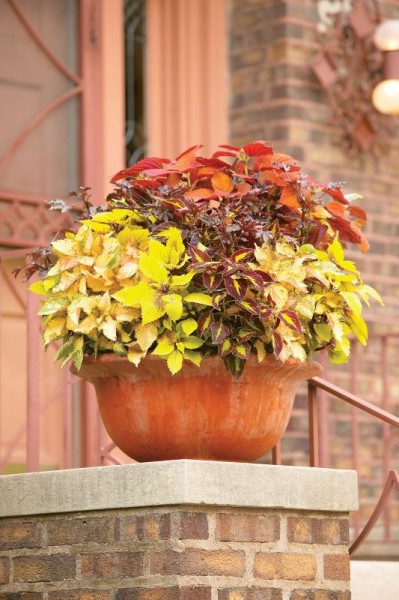 Coleus (koleus)