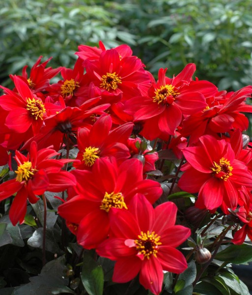 Dahlia (dalia) Dahlia (dalia)
