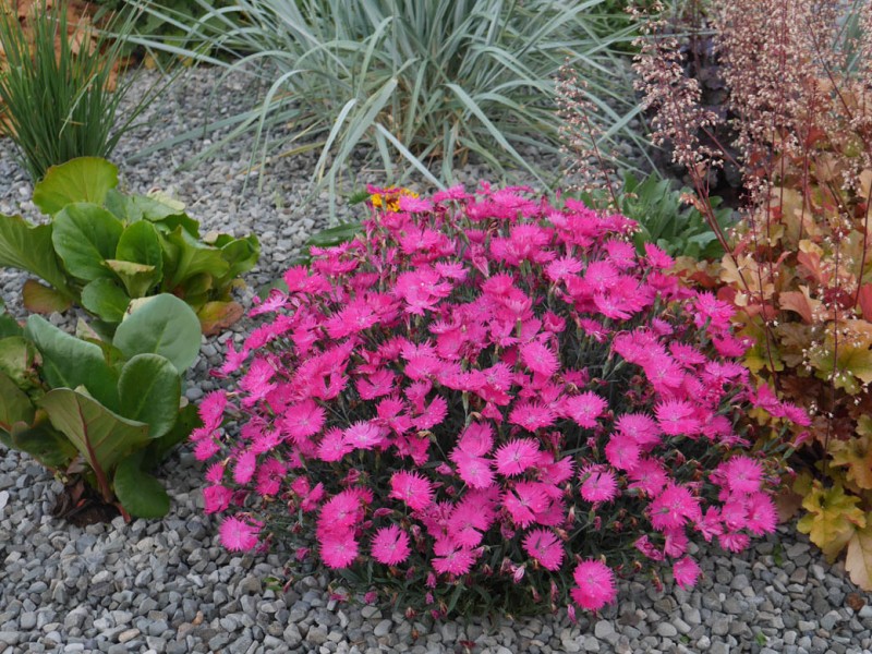 Dianthus (goździk) Dianthus (goździk)