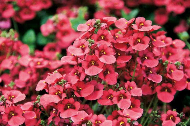 Diascia Diascia