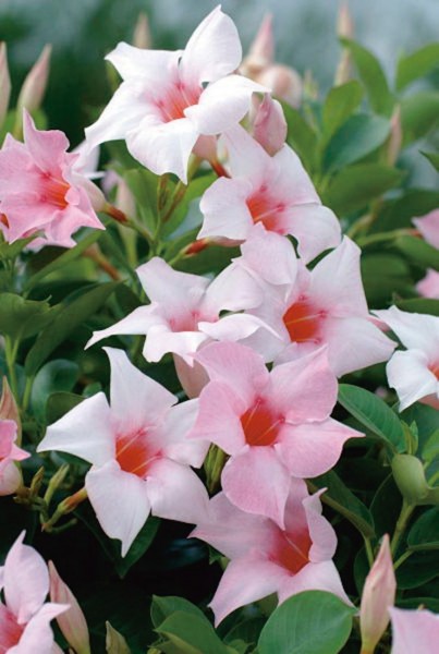 Dipladenia (Sundaville) Dipladenia (Sundaville)