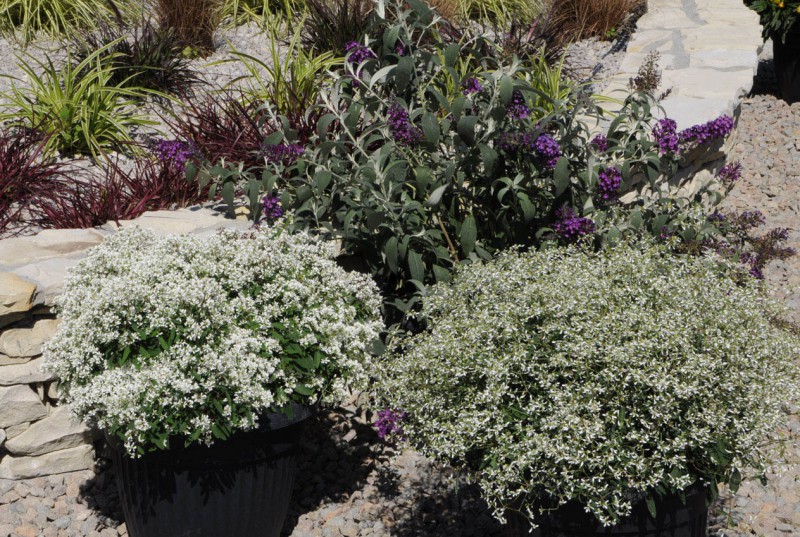 Euphorbia (Wilczomlecz)