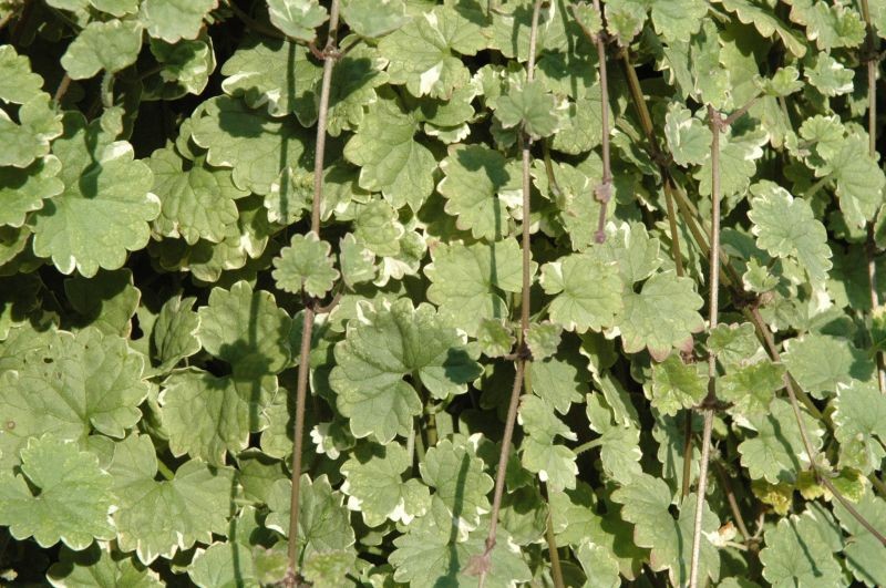 Glechoma (bluszczyk kurdybanek) Glechoma (bluszczyk kurdybanek)