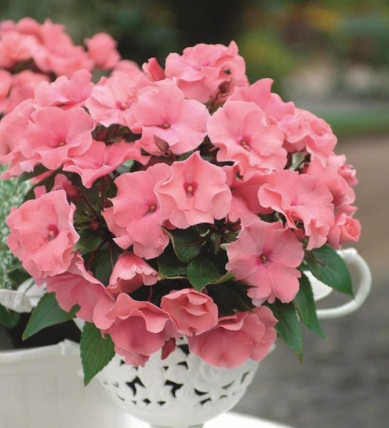 Impatiens (niecierpek) Impatiens (niecierpek)