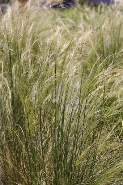 Stipa Tenuifolia