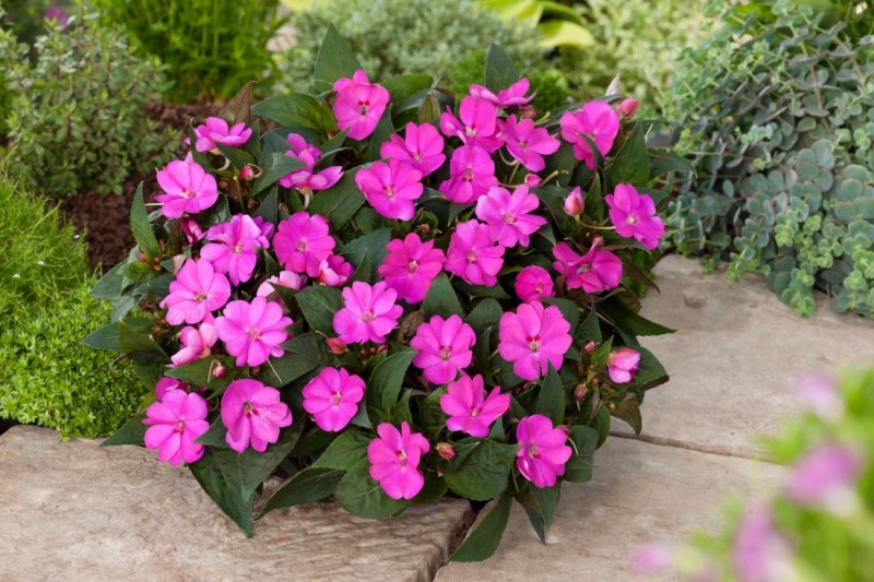 Impatiens SunPatiens