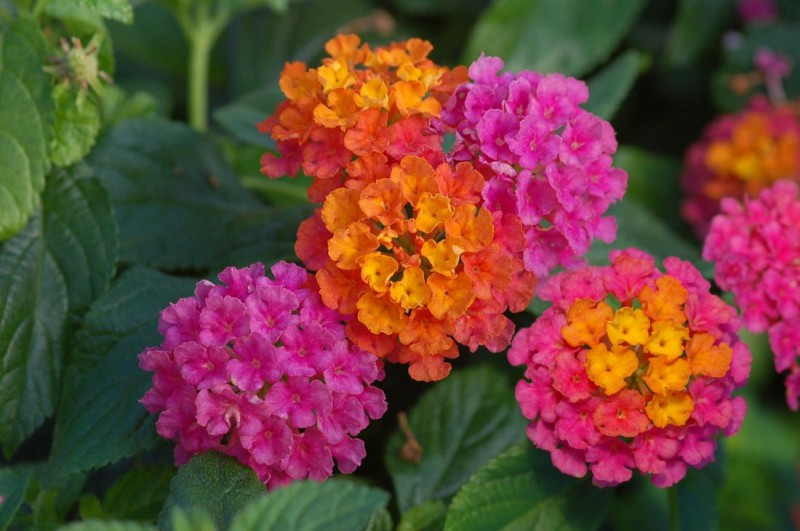 Lantana