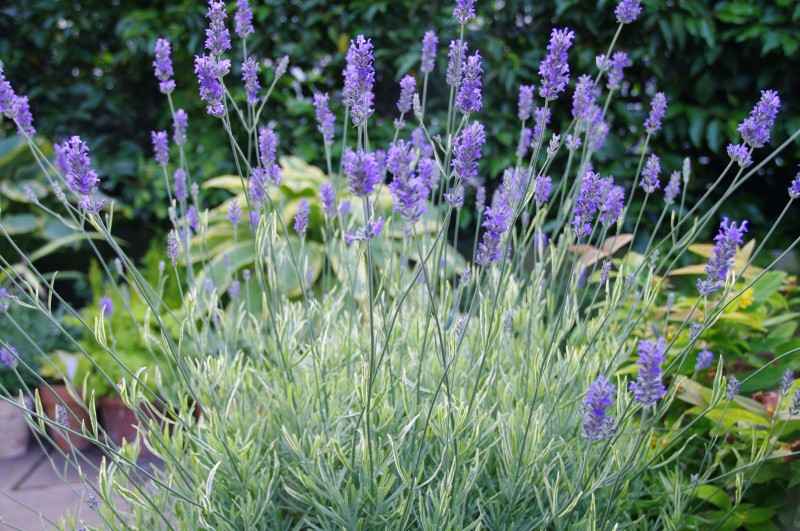 Lavandula (lawenda)