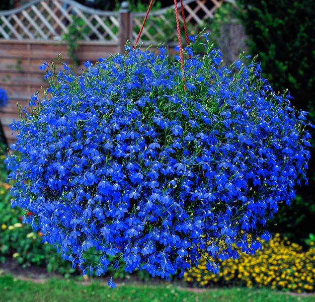 Lobelia