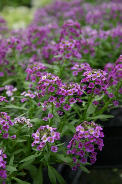 Lobularia (Smagliczka)