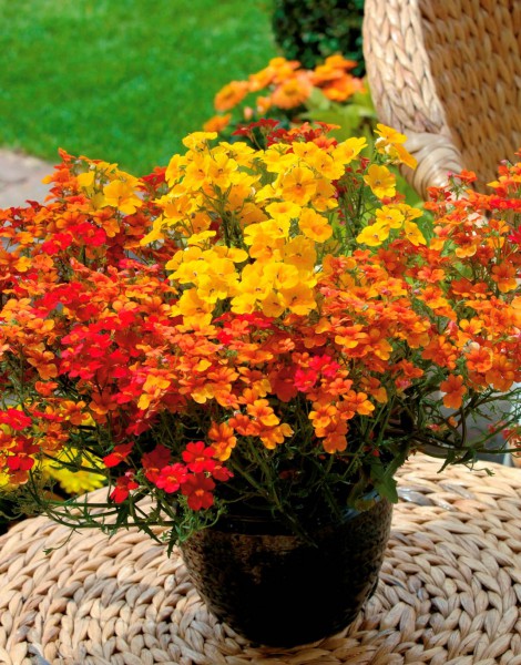 Nemesia (nemezja) Nemesia (nemezja)