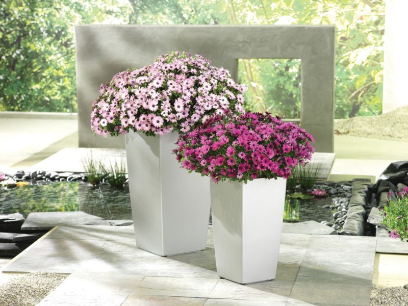 Osteospermum ("stokrotka z Afryki") Osteospermum ("stokrotka z Afryki")