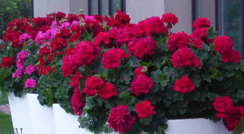 Pelargonium peltatum x zonale (pelargonia)