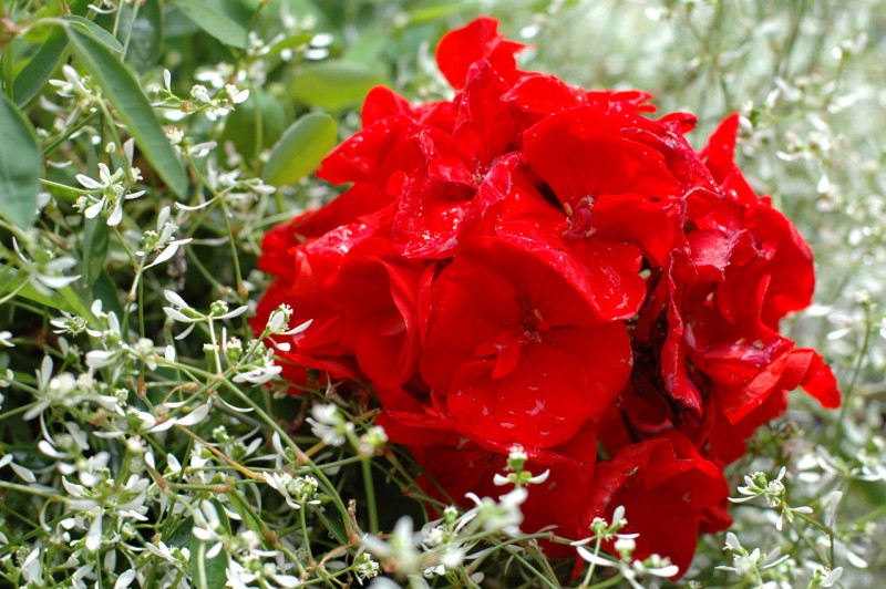 Pelargonium zonale (pelargonia rabatowa)