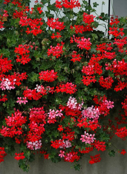 Pelargonium peltatum (pelargonia bluszczolistna) Pelargonium peltatum (pelargonia bluszczolistna)