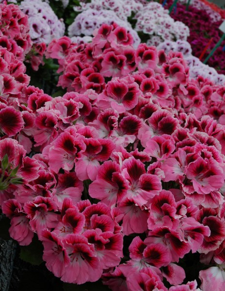 Pelargonium grandiflorum (pelargonia angielska) Pelargonium grandiflorum (pelargonia angielska)