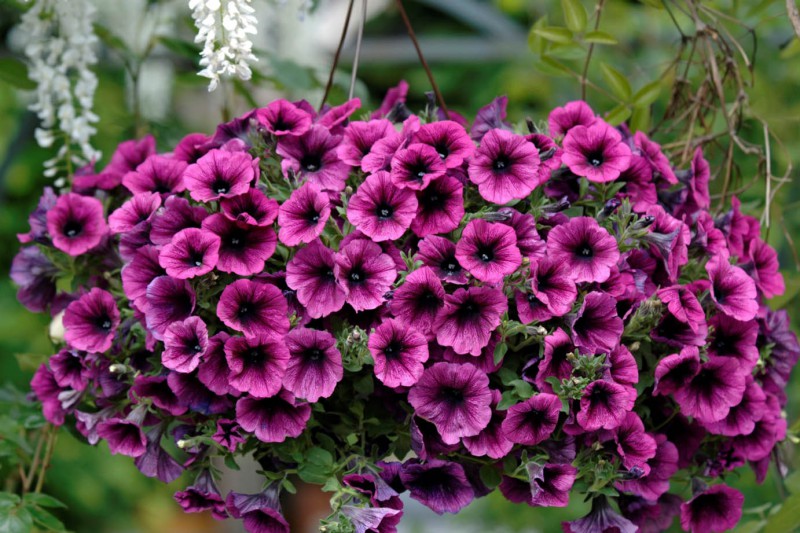 Petunia (petunia kaskadowa)