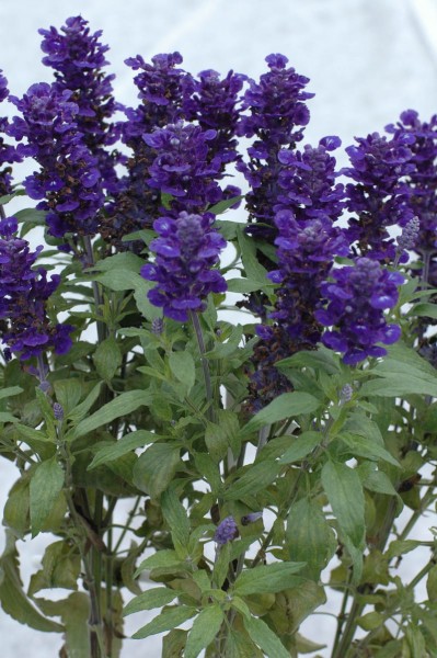 Salvia (szałwia)