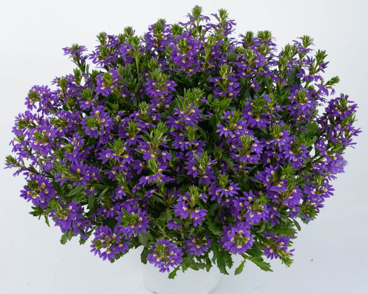 Scaevola