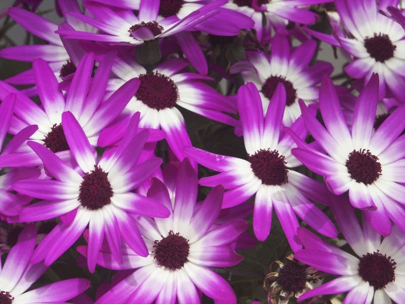 Senetti (cyneraria) Senetti (cyneraria)