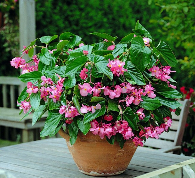 Begonia Dragon Wing (begonia)