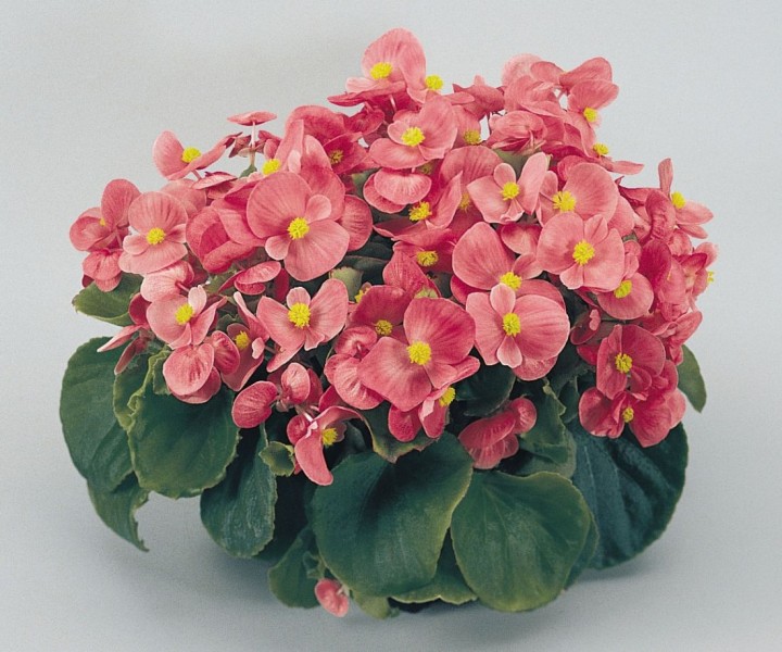 Begonia semperflorens Super Olympia (Begonia stale kwitnąca)